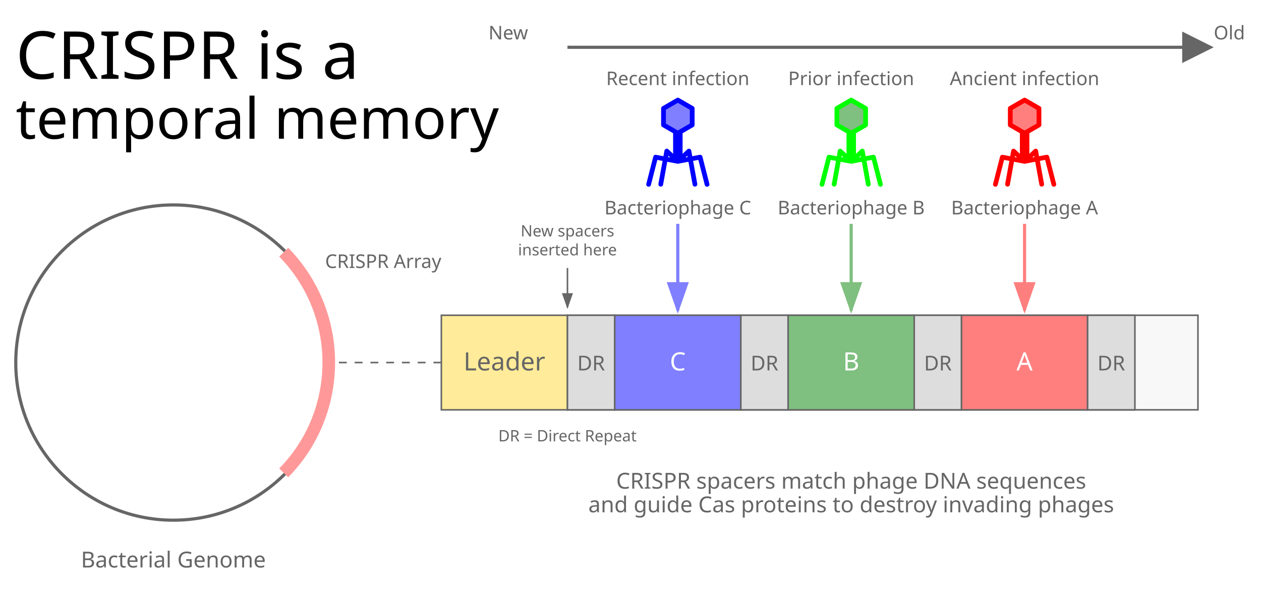 CRISPR, better known for its use as a genome editing tool, is actually a temporal memory system.